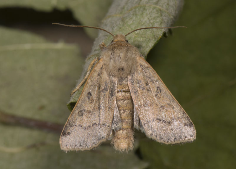 Noctuidae - Agrochola (Agrochola) lychnidis